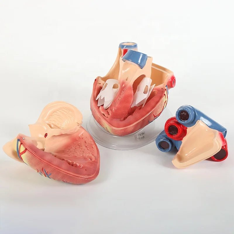 Medical teaching custom teaching organ model