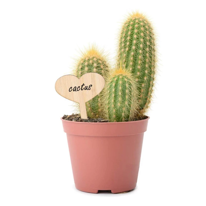 Eco Friendly Widely Used In Garden Waterproof Nursery Markers Flower Pots Seedling Mix Colors Plant Tags Garden Plant labels