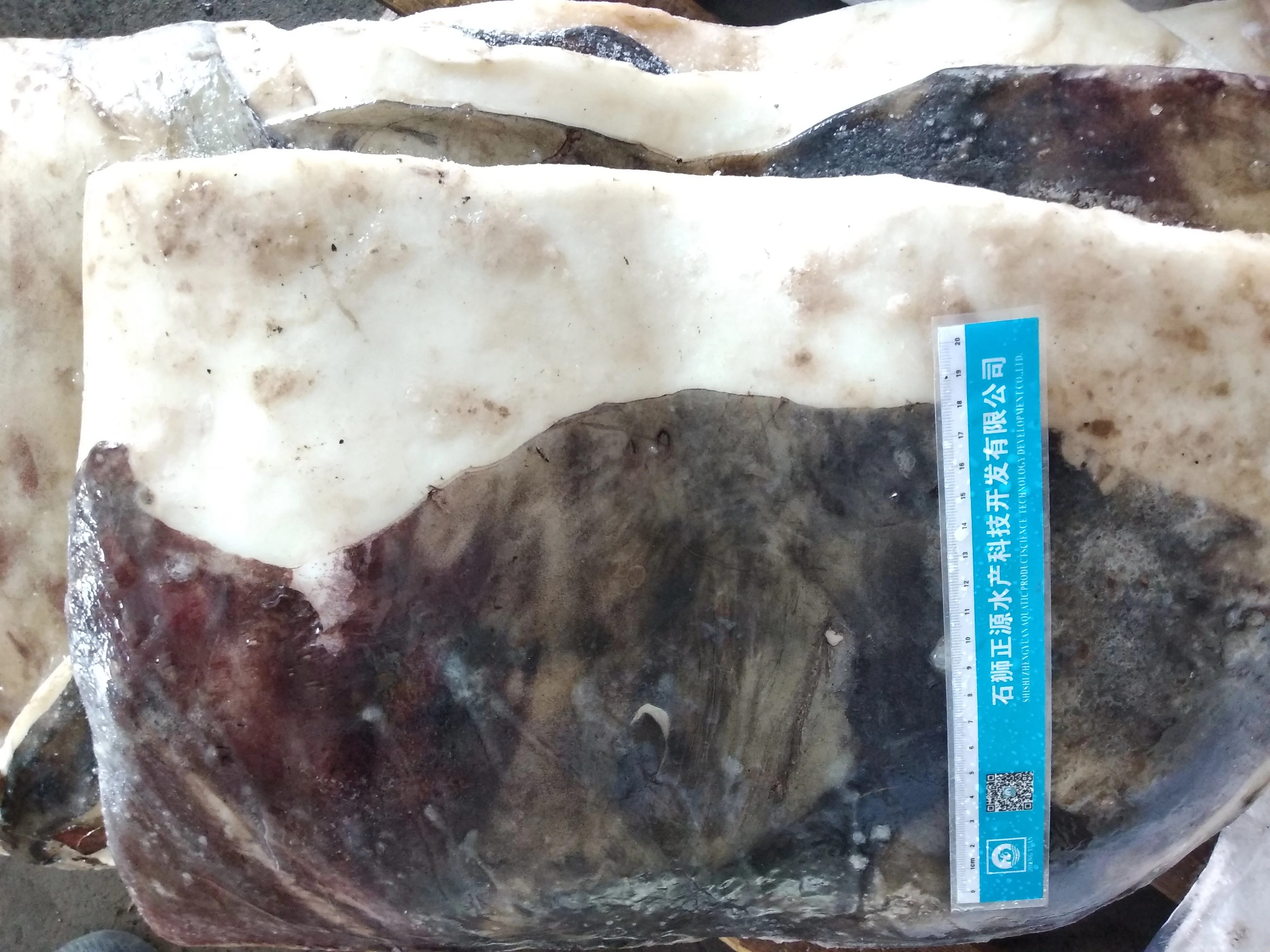 New arrival frozen giant squid skin on  fillet giant squid meat raw material giant squid fillets