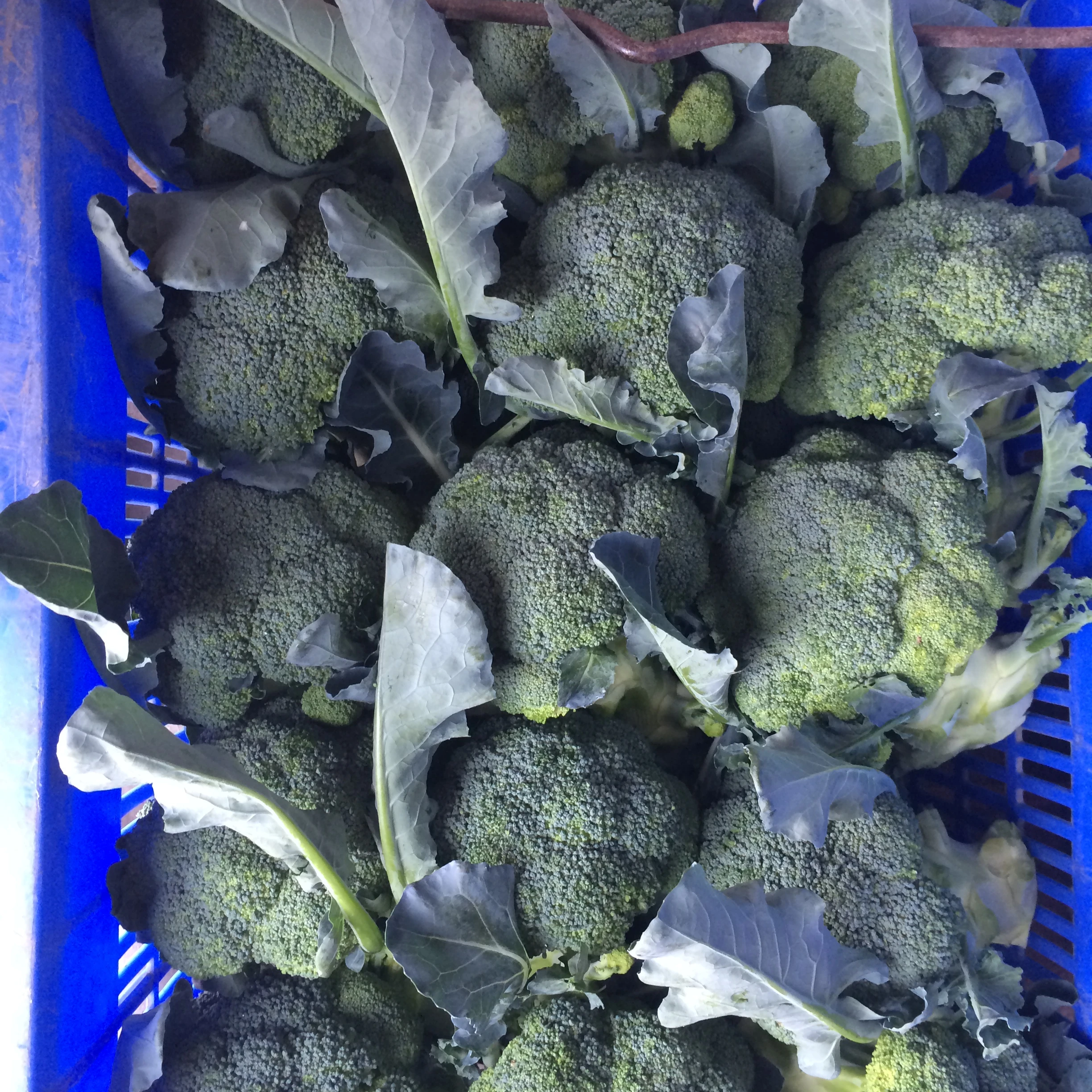 
High quality cheap price 2020 new crop fresh broccoli 