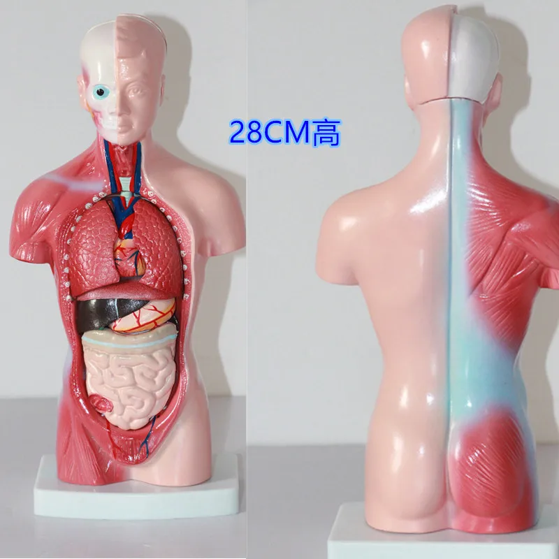 hot sale good price Medical 3D Model Anatomical Anatomy Dual-sex Human Torso with head Model medical supplies