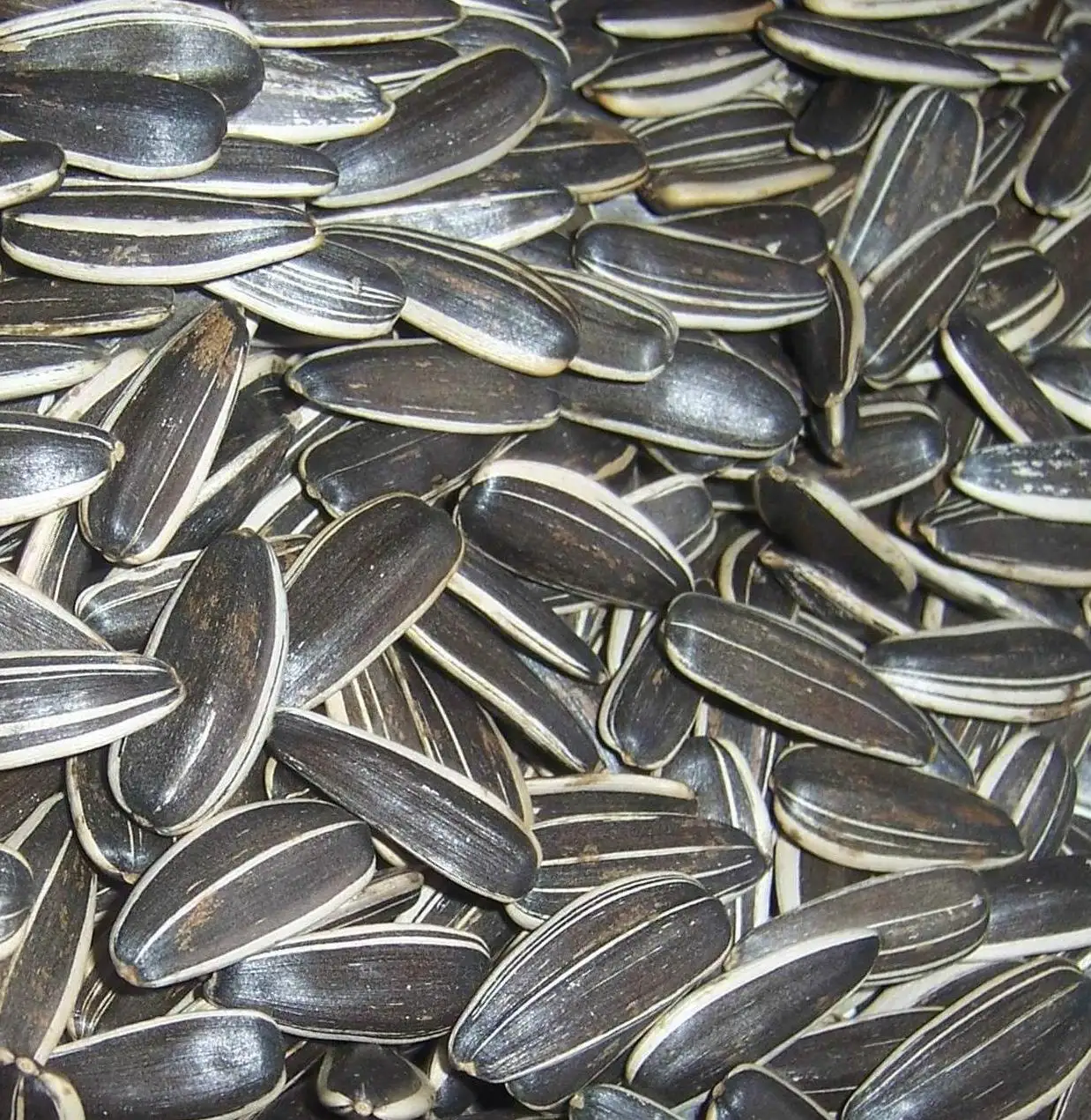 
new crop 2020 different type sunflower seeds 601 