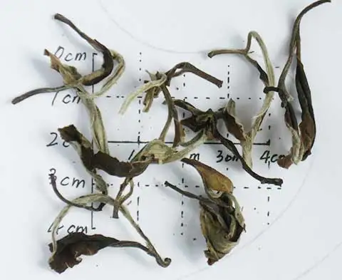 Fuding fujiang original white tea white peony bai mu dan bai cha