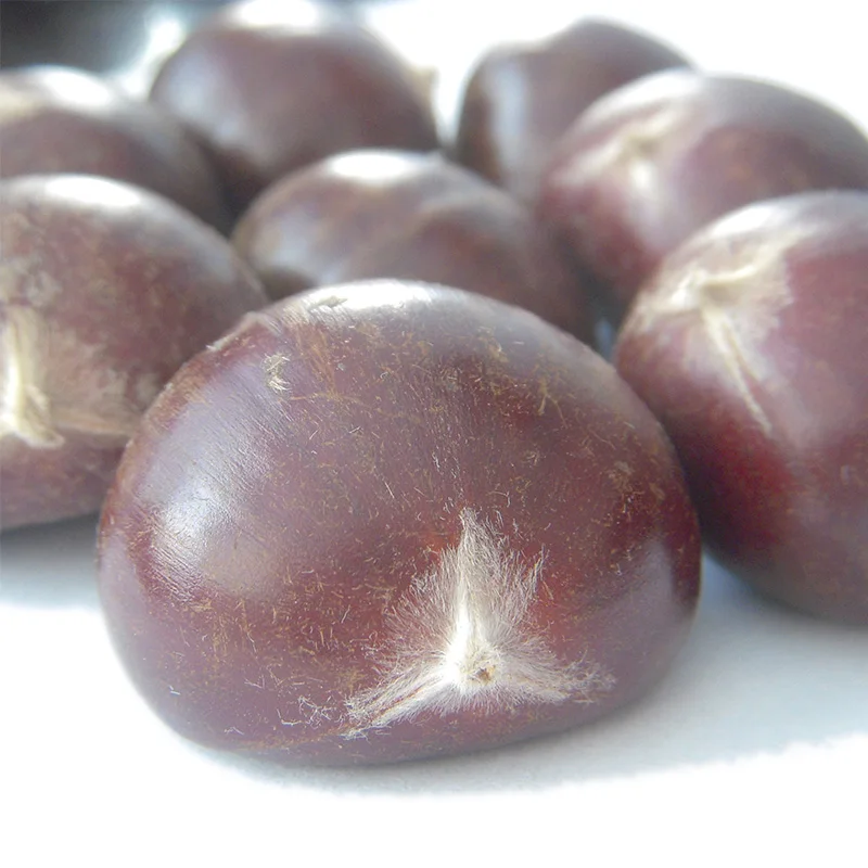 2021 New Crop Top Quality Fresh Chinese Chestnut with Bright Color