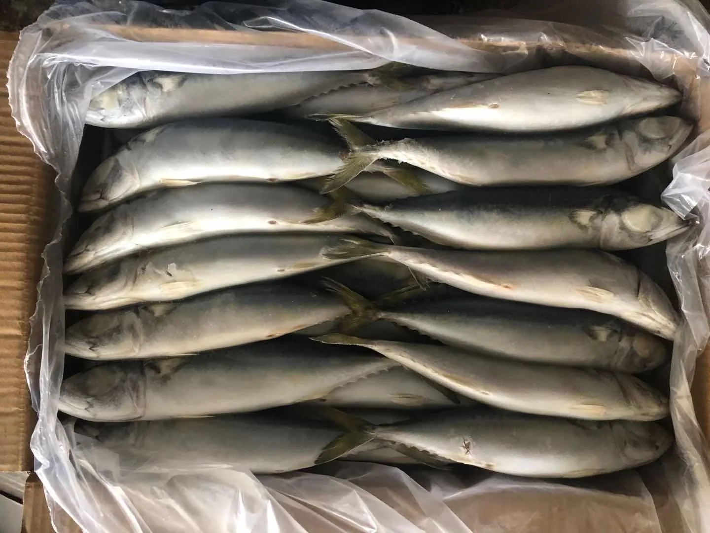 frozen pacific mackerel fish for market sales