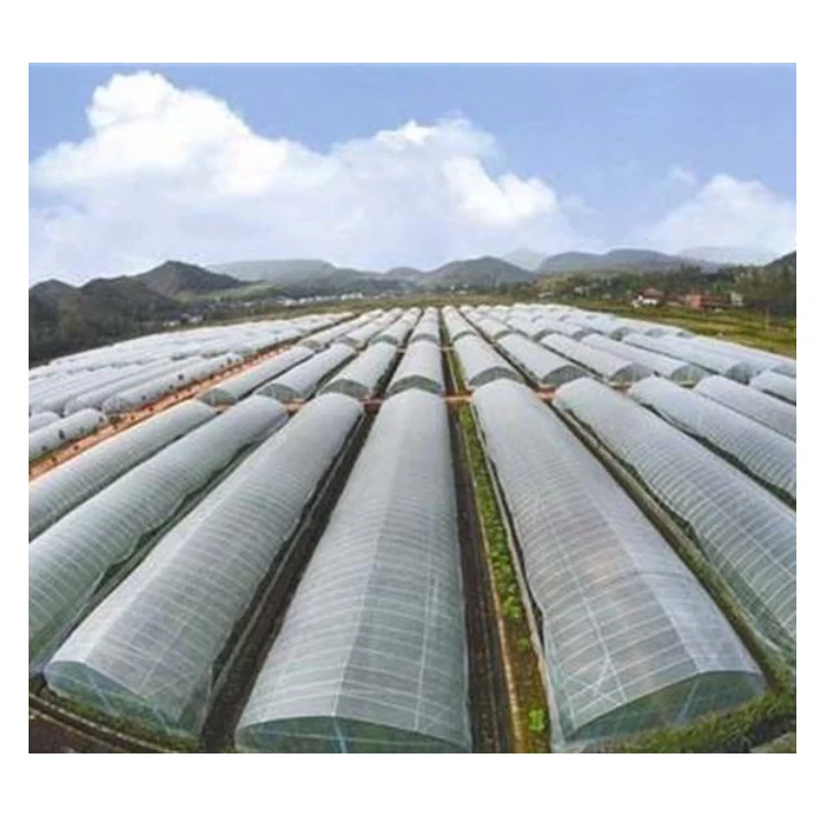 Low cost Tunnel greenhouse Galvanized steel Frame Single span PE Film greenhouse for Agriculture/flowers plan