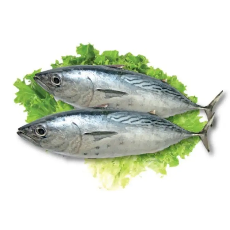 
Promotional High Quality Fast Delivery Frozen Bonito Auxis Tapeinosoma Whole Round 