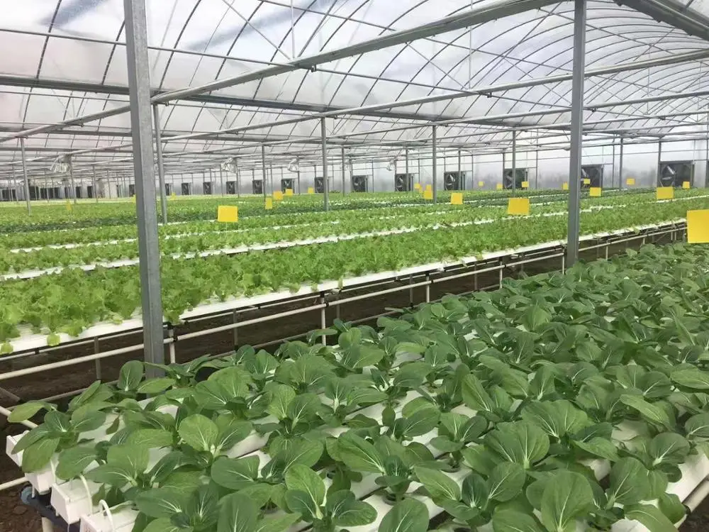 200 Micron Hydroponic Growing Plastic Film Greenhouse for Micro Green and Flowers