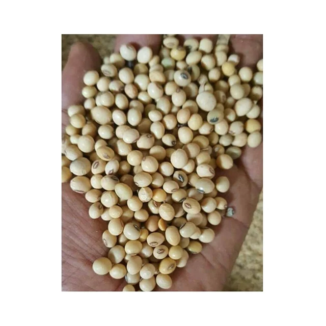 Wholesale Fresh Healthy Natural High Quality And Hot Seller Ethiopia Soya bean From Manufacturers