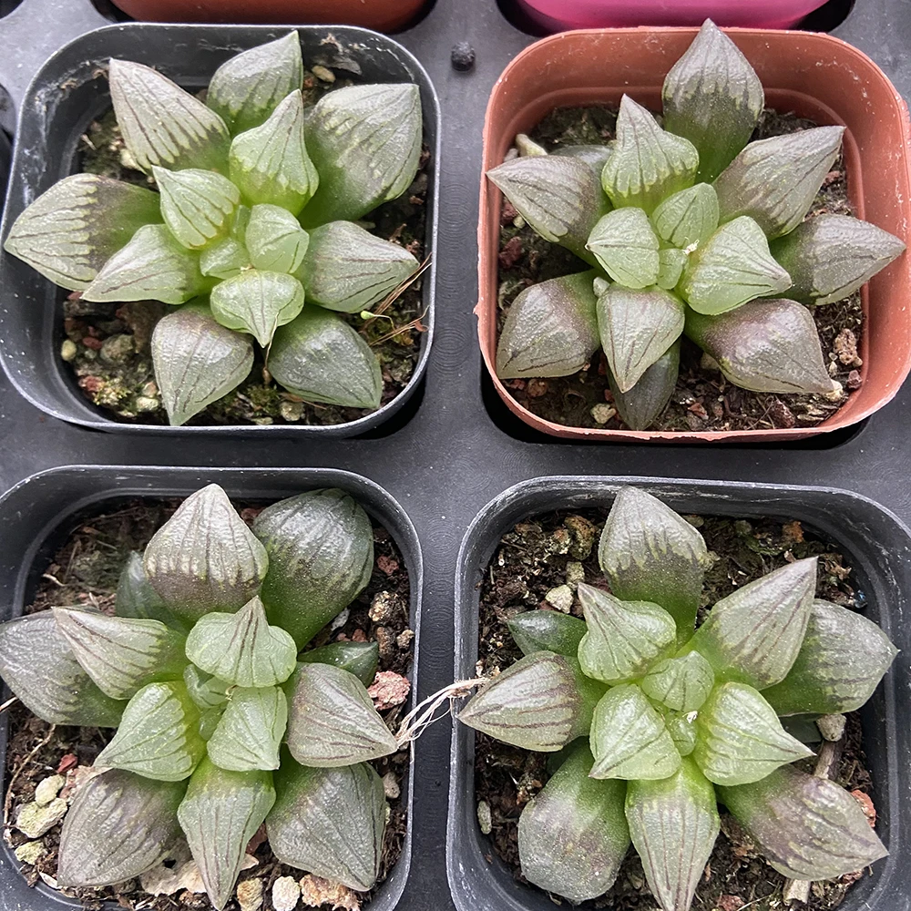 
Produce indoor greenhouses to cultivate succulents haworthia cooperi var 