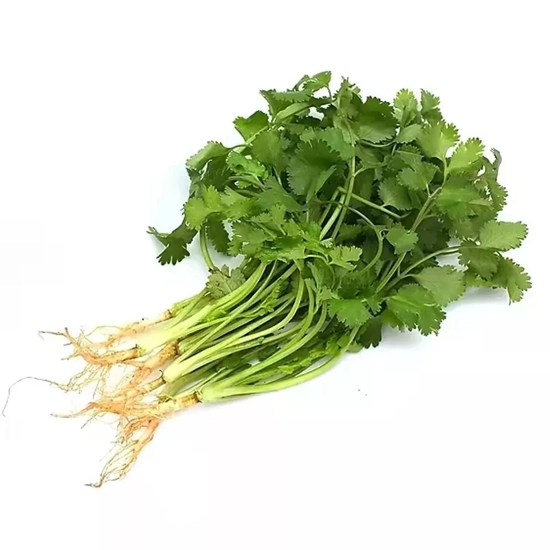 Food Grade AD Vegetables Coriander Leaves Single Herbs & Spices Green Dried Leaves in Good Price 10MT/20FCL 20kg/carton 20 Kg