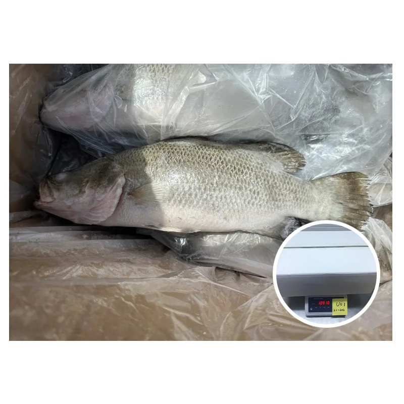 IQF Wholesale Baramundi Frozen Sea Bass