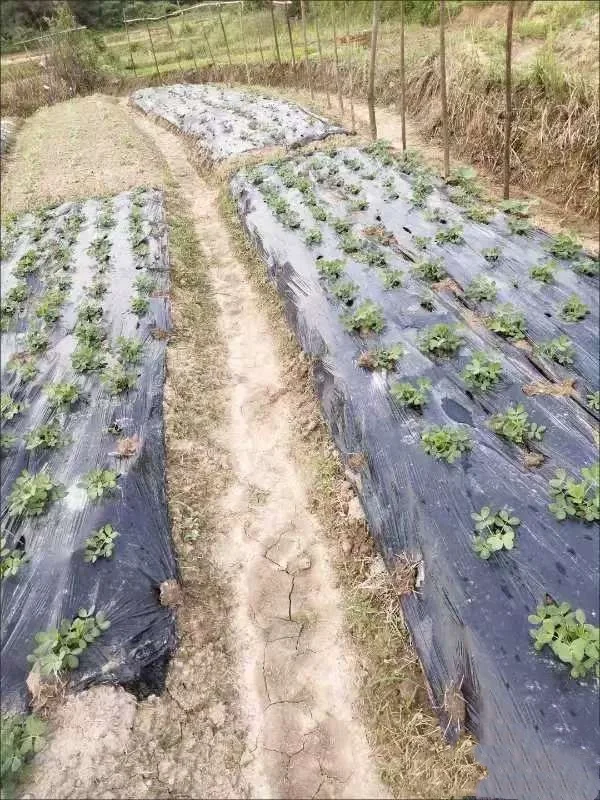 Agricultural Farmland Seedling Temperature Control Vegetable Plastic 1*400m Silver Black Mulching Film