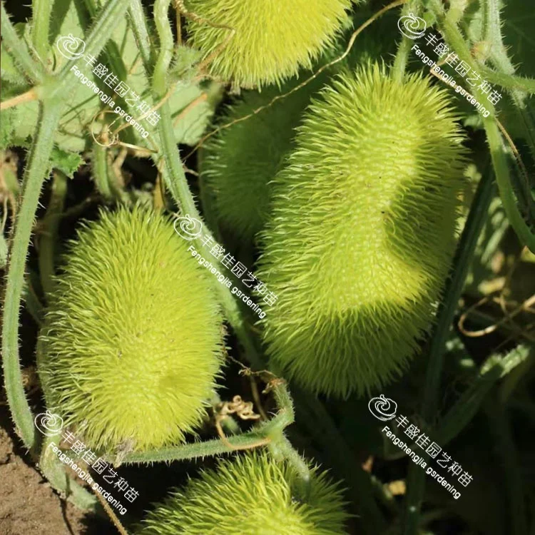 
Chinese ornamental high-purity cucumber seeds 