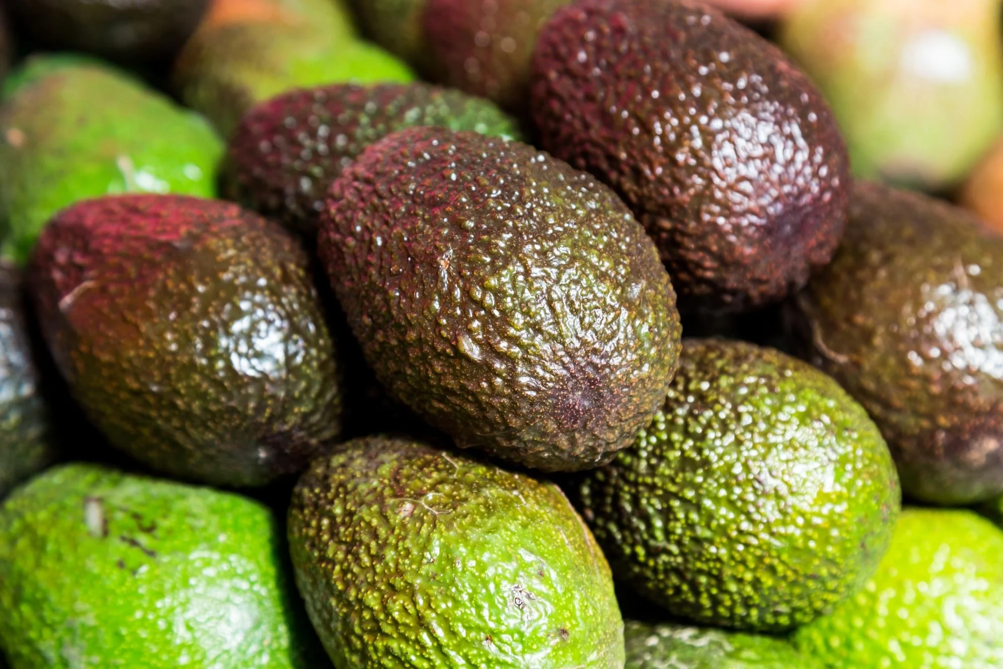 
Mexico Grown Green Fresh Avocados Robinson Fresh MOQ 60-70 Count Quick Delivery in US 