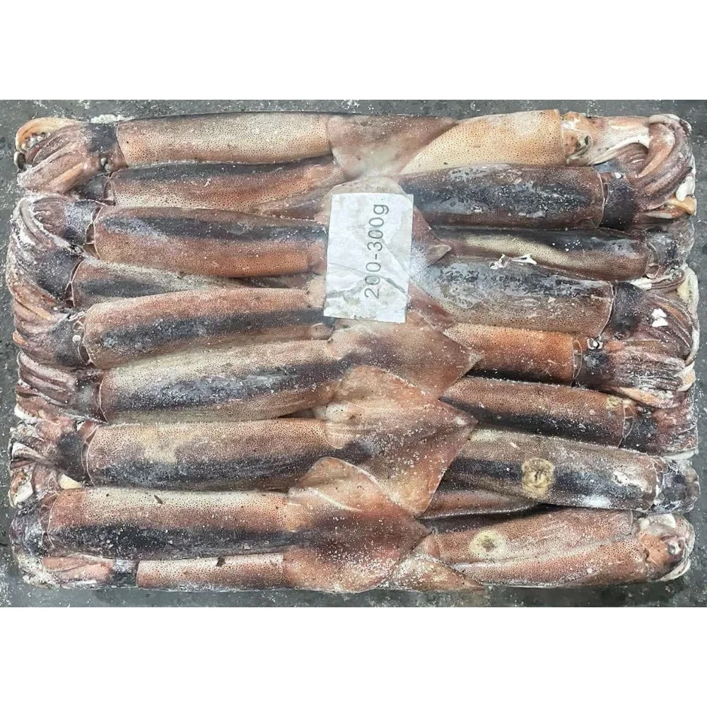 China export iqf illex squid argentina illex squid frozen illex squid w/r