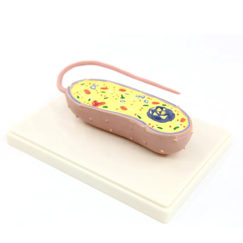 Animal model pathogenic bacteria model for teaching model