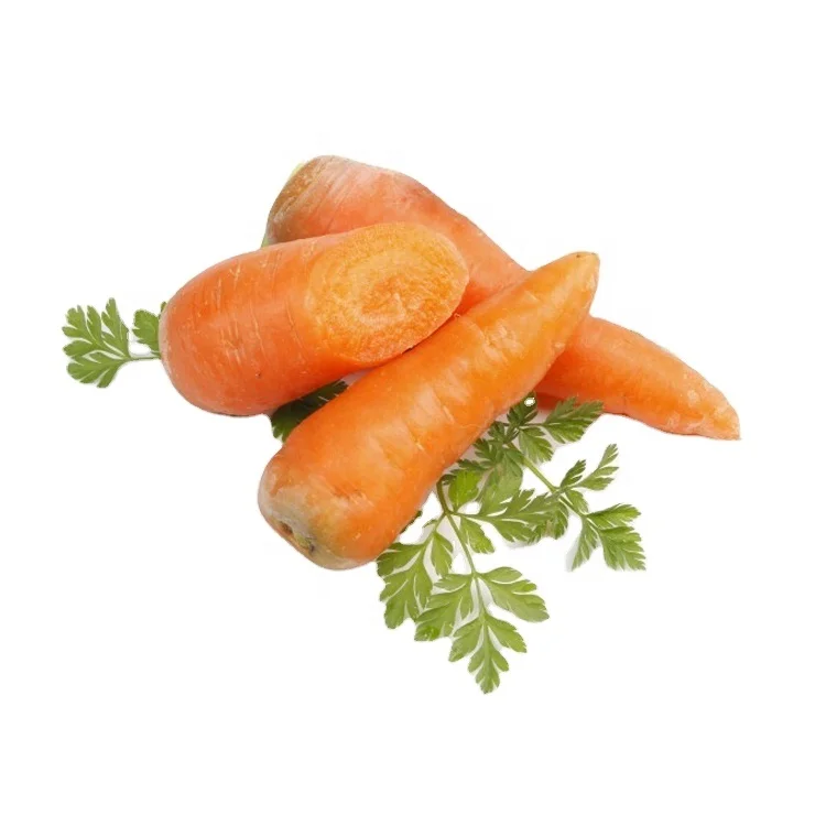 
Sale fresh carrots bulk sweet carrots big delicious carrots 