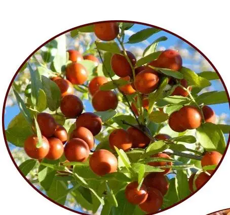 Natural Spine Date Seed Wholesale Original Fruit Tea Spine Date Seeds