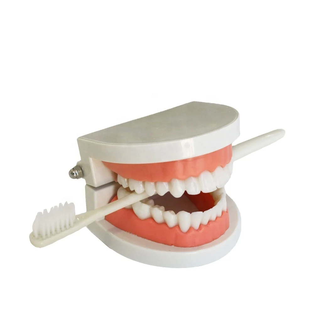 Dental Teeth Model Life Size Removable Oral Health Care For Kids Dental Teaching Model Upper Lower Jaw Educational Supplies