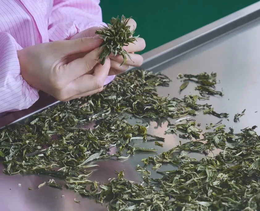 
Wholesale premium organic Fujian blooming flower tea 