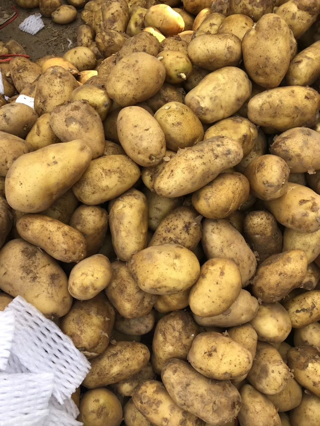 Новый Урожай свежего картофеля заводская цена картофель свежая