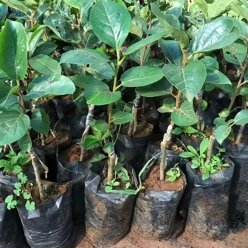 JIJID 100PCS Uv Resistance Pe Polyethylene Black Heavy Duty Plastic Plant Nursery Bag Plastic grow bags for plants