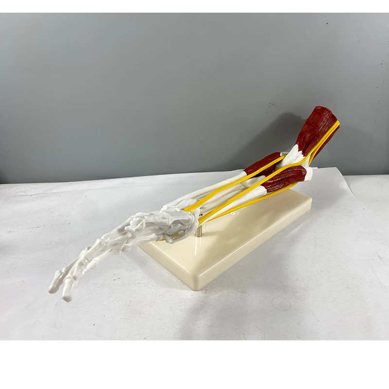 Human Skeletal Anatomy Model Hand Joint Ligament Muscle Model