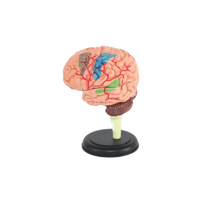 Pvc Material 31detachable Pieces 4d Human Brain Anatomical Model