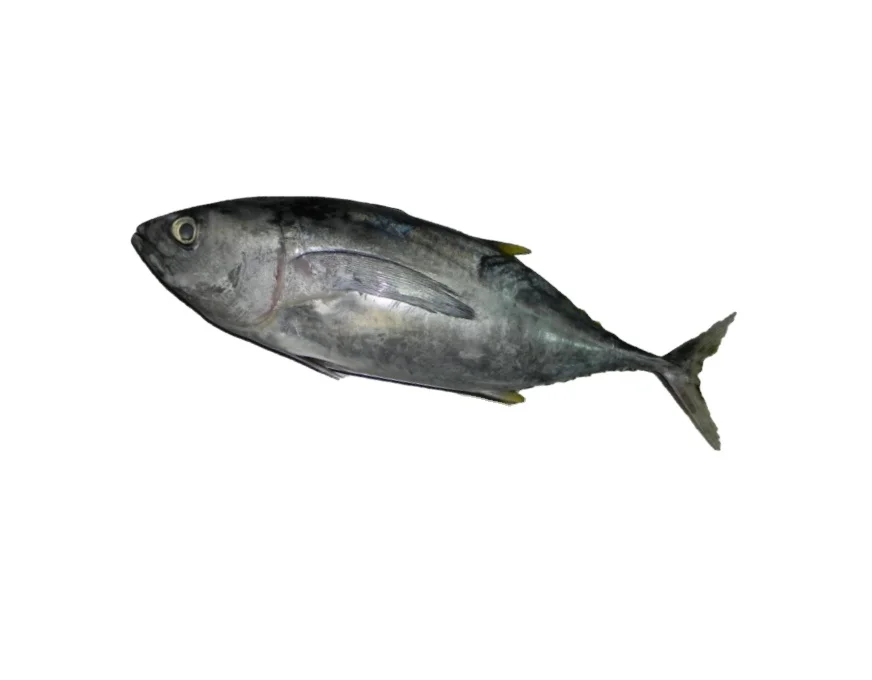
New 750g+ frozen_on_board little tunny Tuna /Yellowfinned albacore wholesale low price 