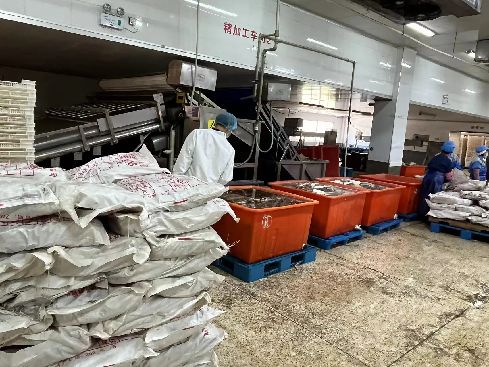 Frozen Giant squid wings skin on dosidicus gigas wings Peru Squid wings with skin