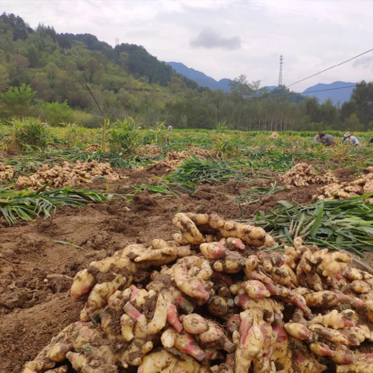 Ginger Yellow Top Quality Good For Your Health Best Price Good Price