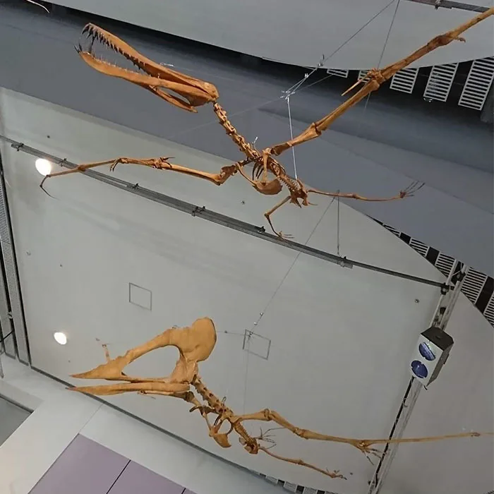 FPR Museum Artificial animal skeleton Fossil  dinosaur bone for Sale