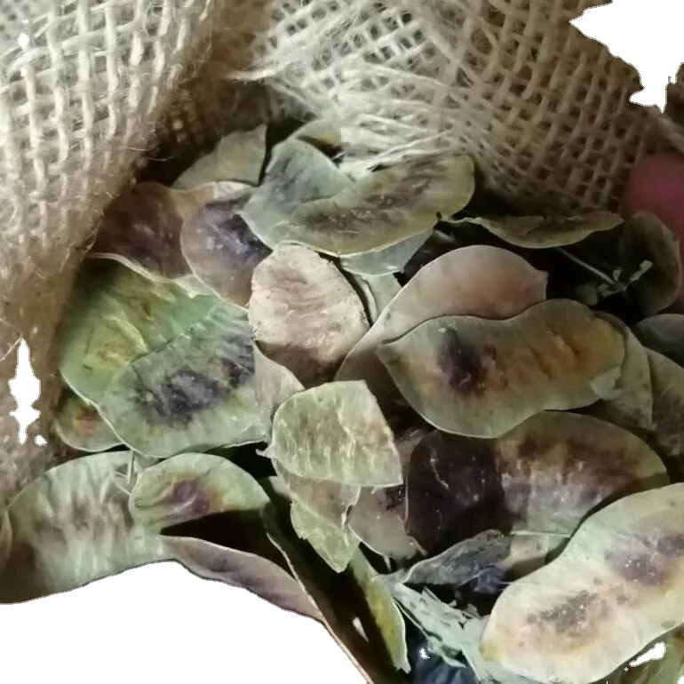 100% Natural Indian dry whole senna pod fruits whole dried senna pods