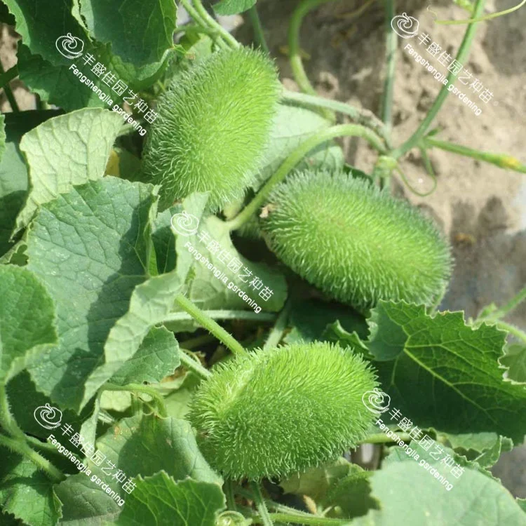 
China high-quality bulk ornamental cucumbers 