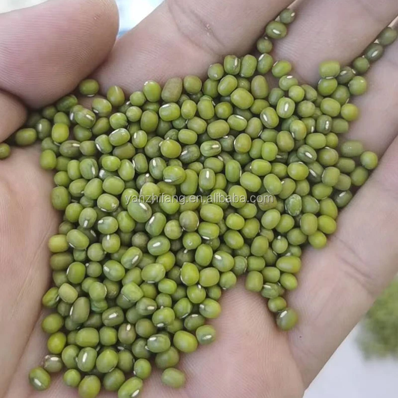 
Myanmar green mung bean organic mung beans seeds mung bean 