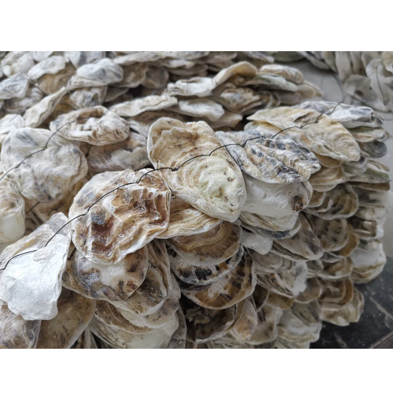 The Koreans Like It The Most Shells Oyster (1600192742052)
