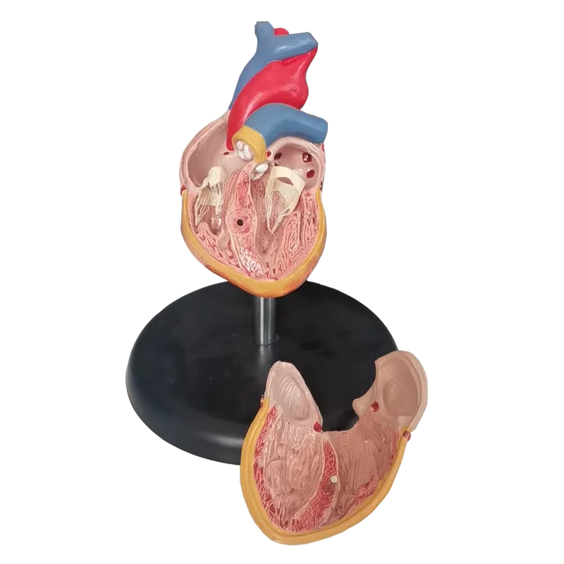 Life size human heart model