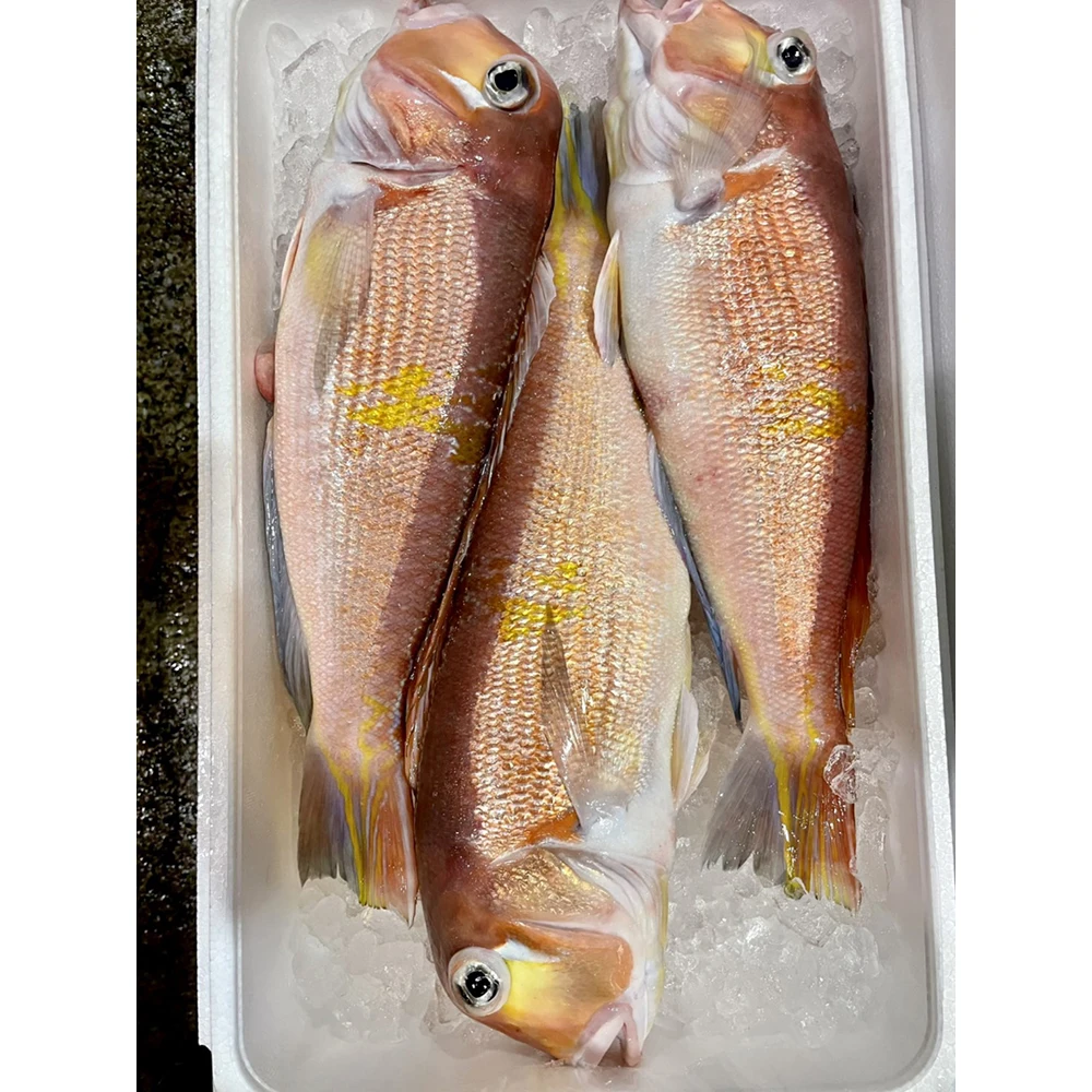 
Amadai (Red Tilefish) 