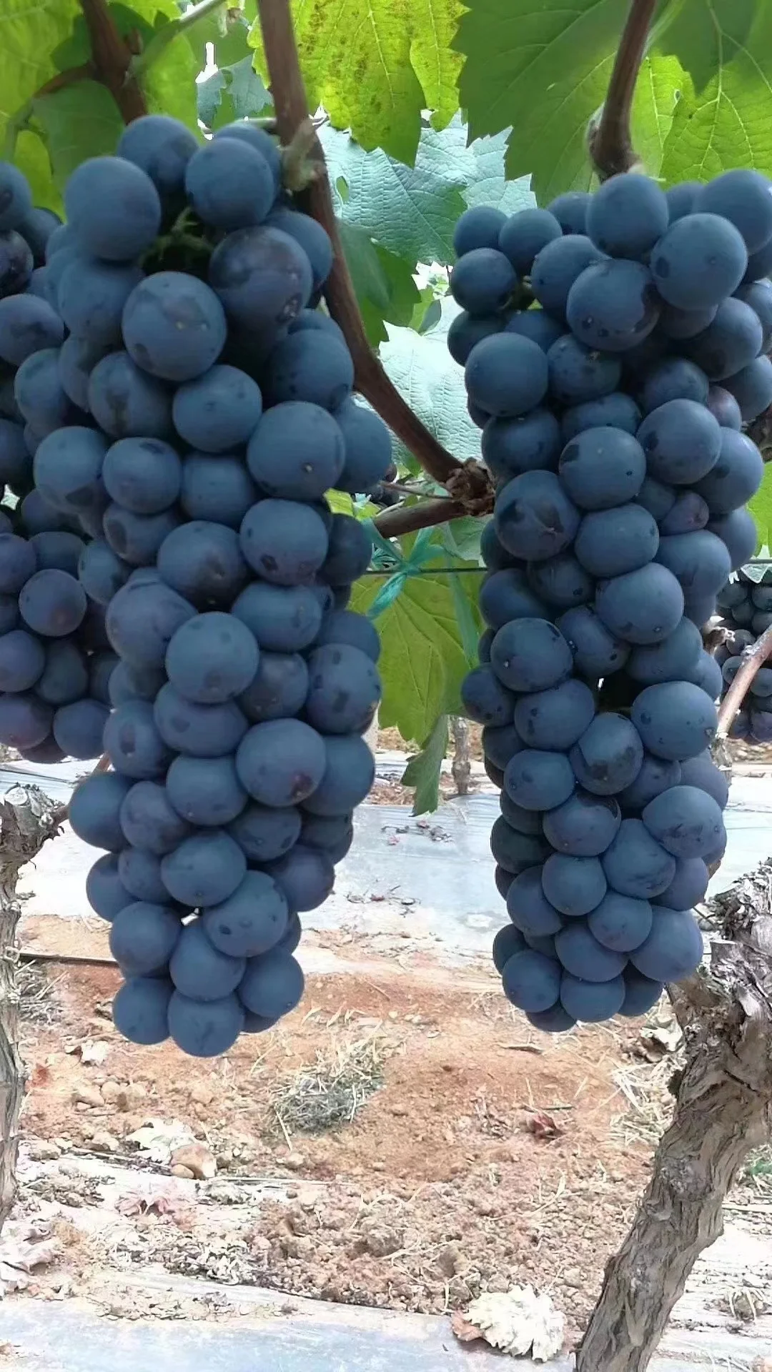 Top selling wholesale fresh black seedless grapes sweet grapes