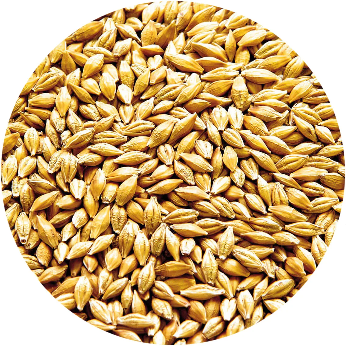 
Best barley grain for sale in bulk 