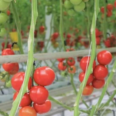 Hot Galvanizing Frame Multi-span  Glass  Hydroponic System Greenhouse /Hydroponic Greenhouse for Vegetables