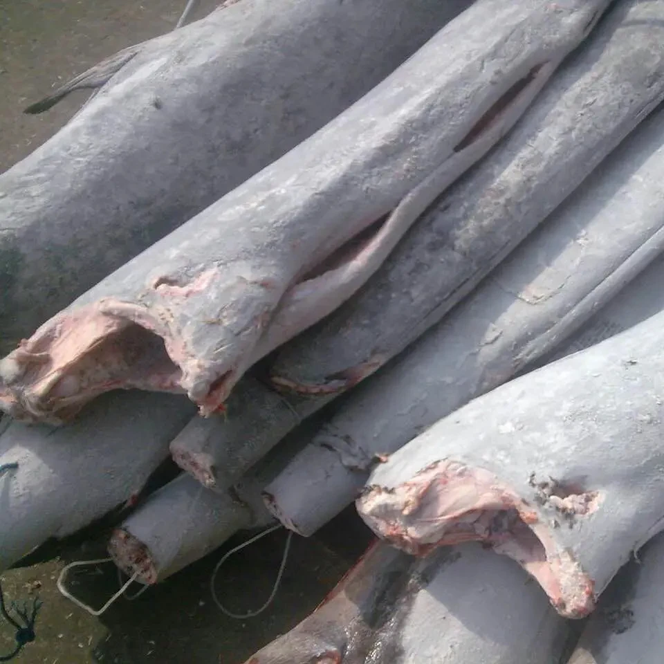 Frozen sailfish 7 kg up 10 kg up for sale