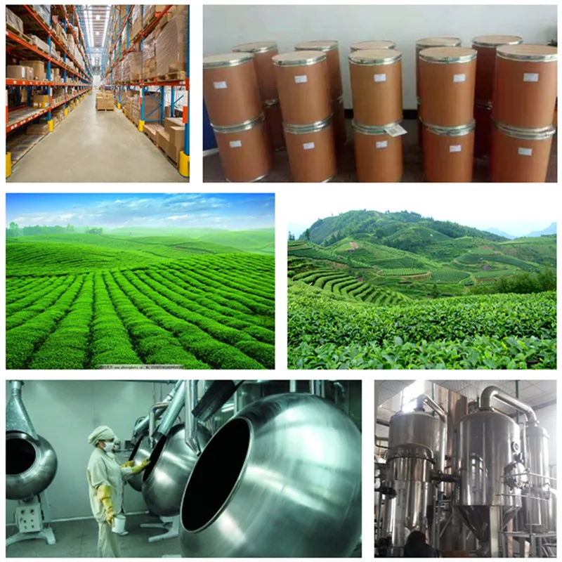 Wholesale Natural Pure Bulk Price CAS 501-36-0 Trans Resveratrol Extract Powder/Synthetic Resveratrol plant extract