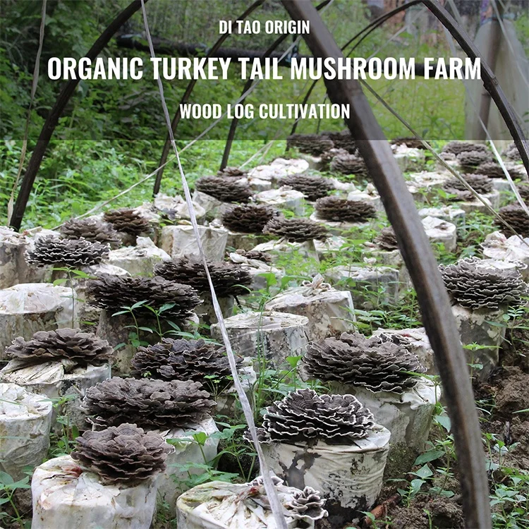 
Beta-D-Glucan Mushroom Powder Turkey Tail Mushroom Trametes Versicolor Extract 