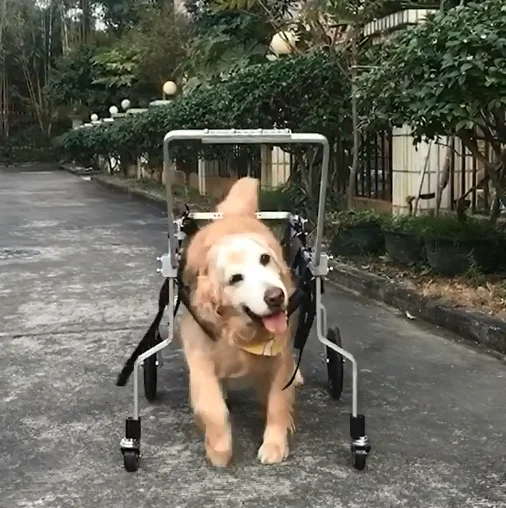 HEDY PW03 ALI NO.1 Hot Sell  Adjustable All Sizes 4 Wheels Pet Dog Cat Wheelchair Wheel Chair For Paralyzed Pet Dog & Front Legs