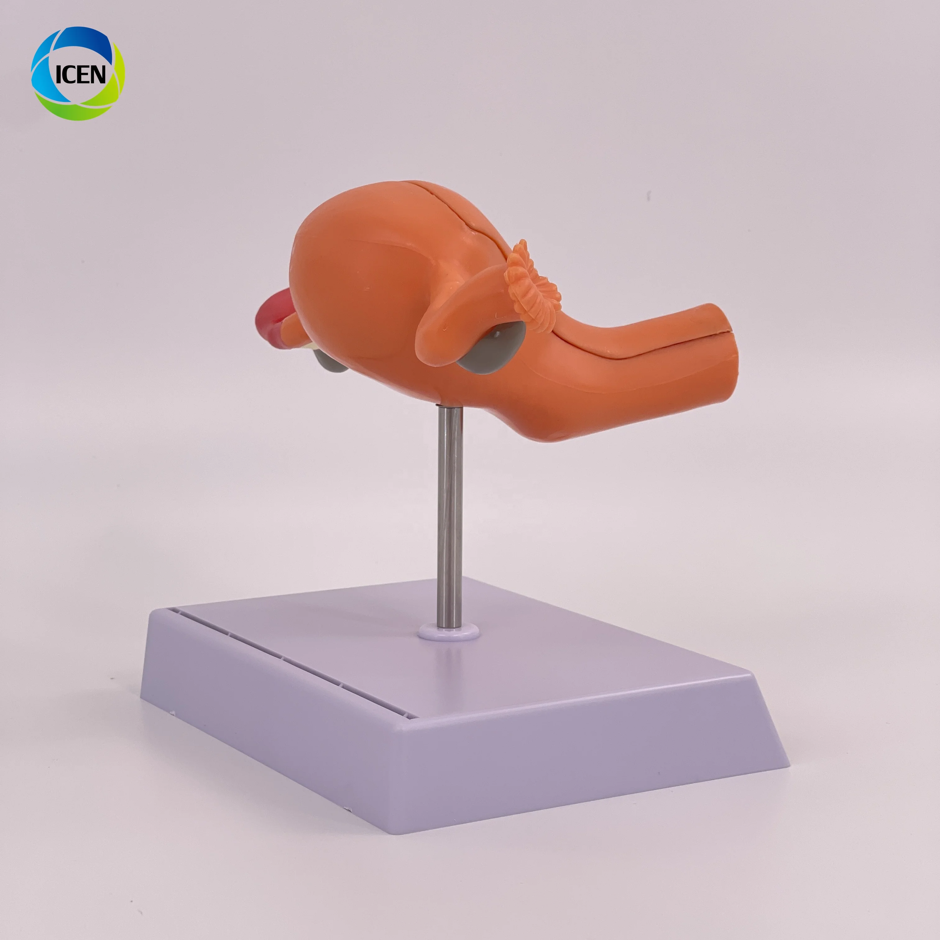 IN-M2 Medical Science Magnified Human Anatomical Model Normal Educational Models Human Anatomy Uterus Model