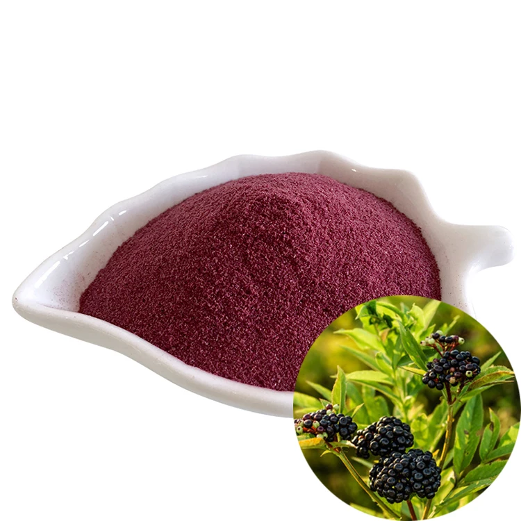 Herbal Anthocyanidins Black Elderberry Fruit Powder Good for health with high quality