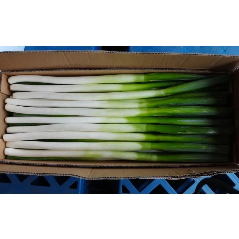 Chinese Scallions Allium Fistulosum Green Onion