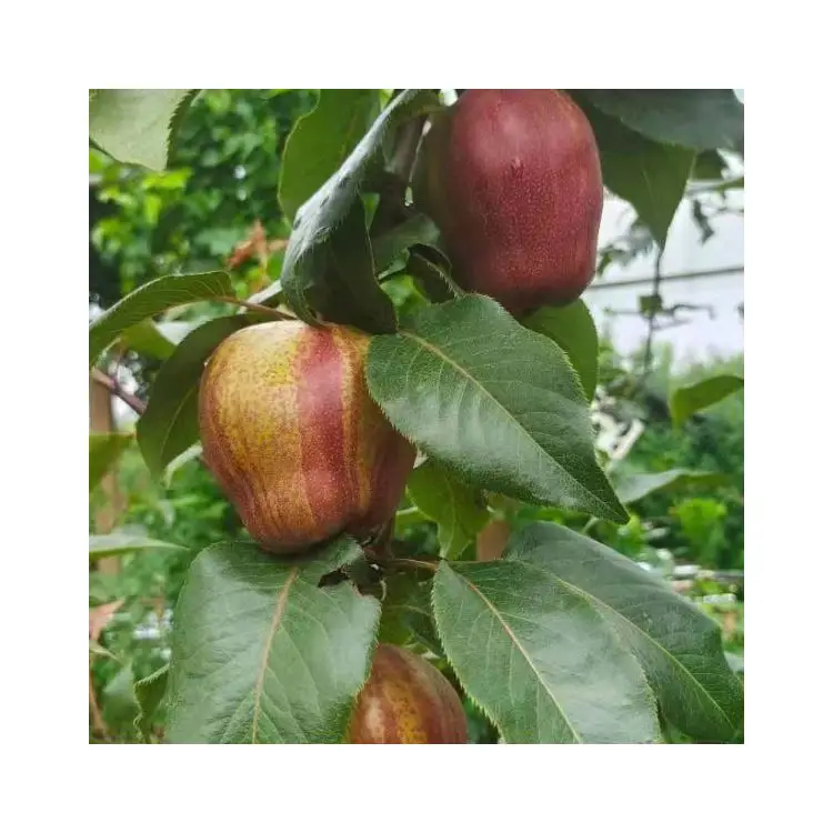 Factory Direct Sale Round White Fresh Water Real Singo Pear